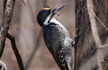 Shayna Cossette Birding Guide | Half-Day Boreal Birding Tour