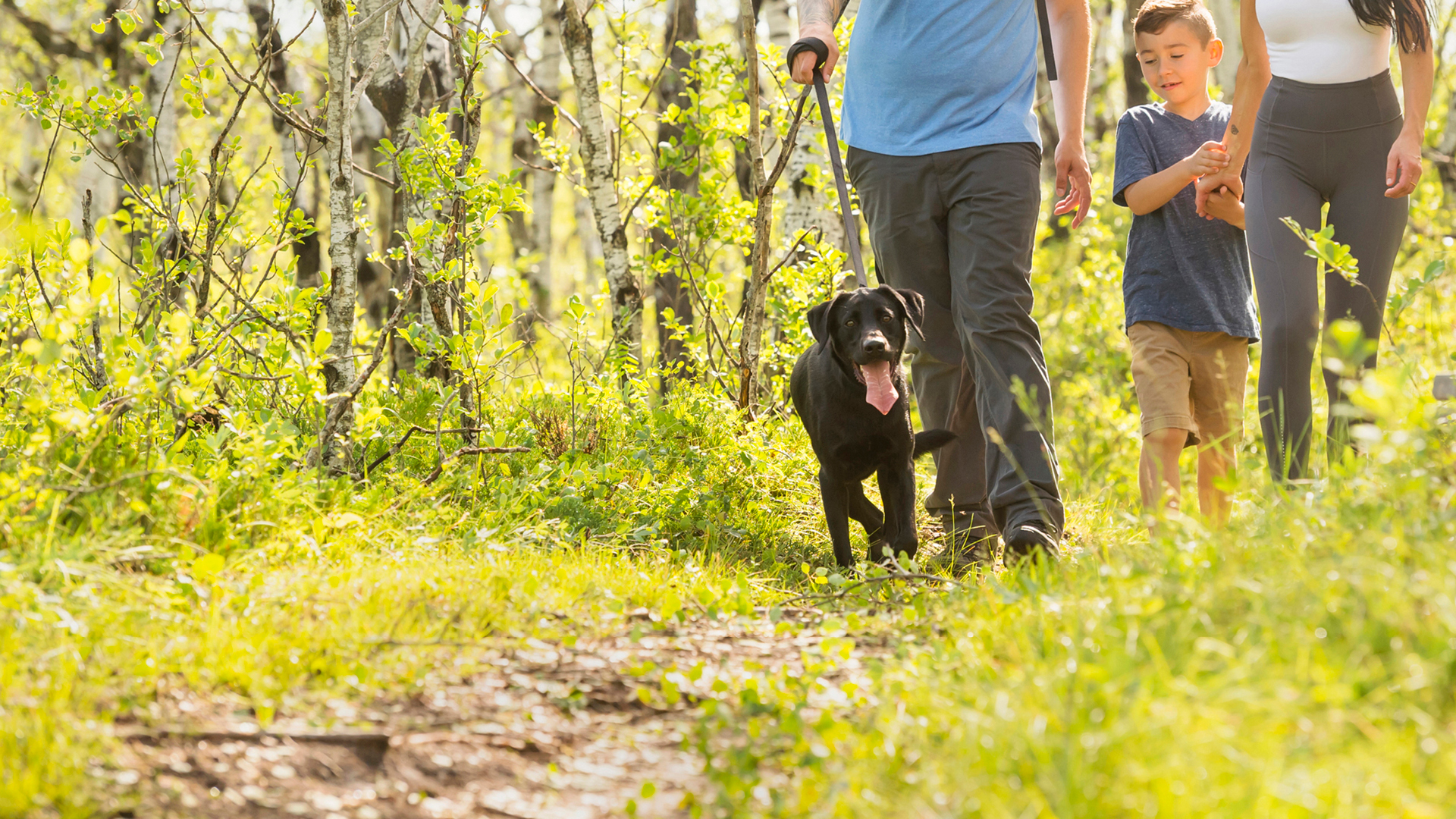 Dog store friendly getaways