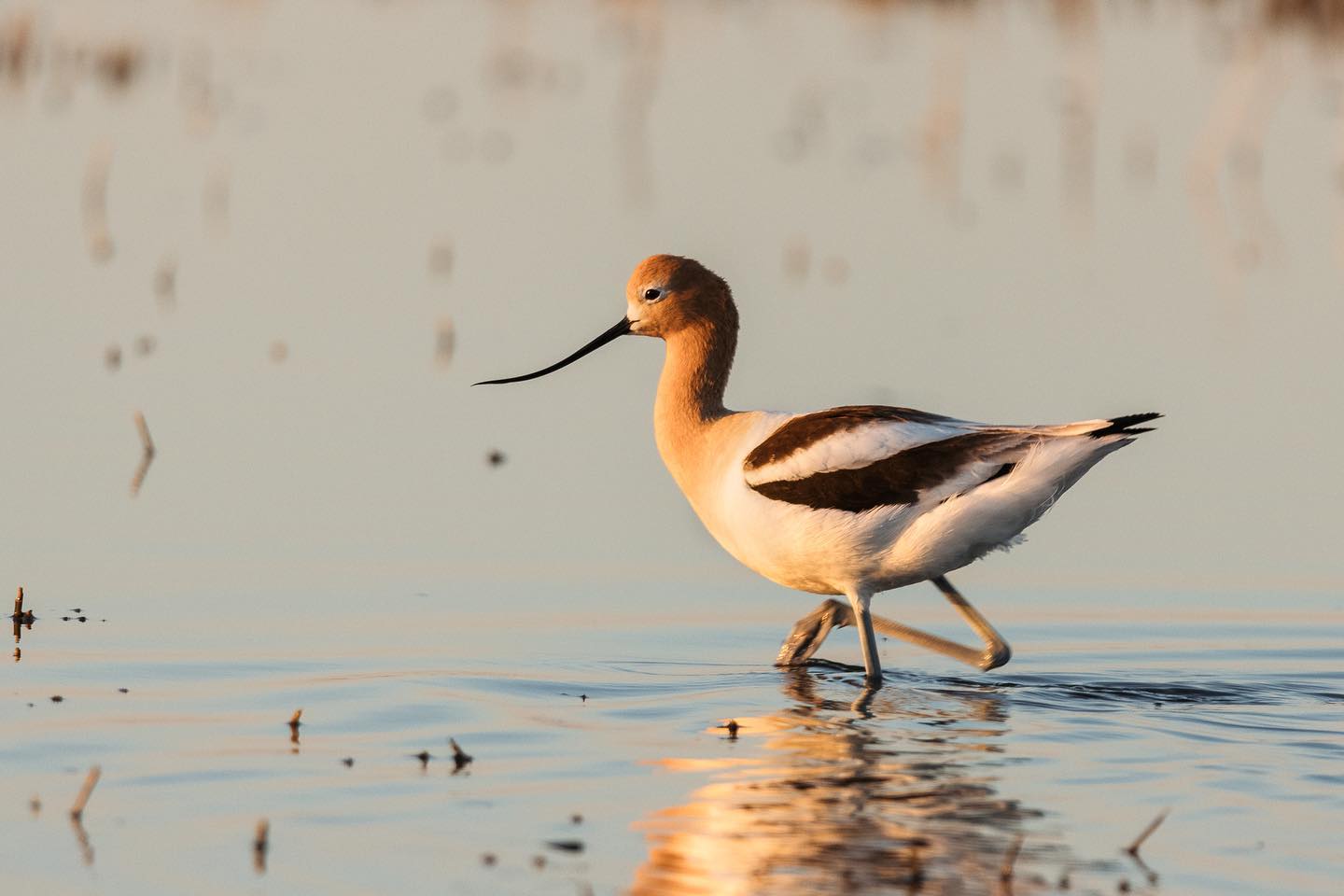 Searching for Shorebirds at Chaplin Lake | Tourism Saskatchewan