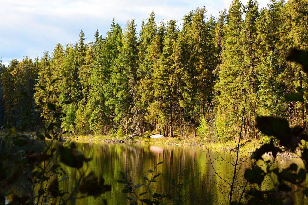 Pine trees on the shores of a calm lake