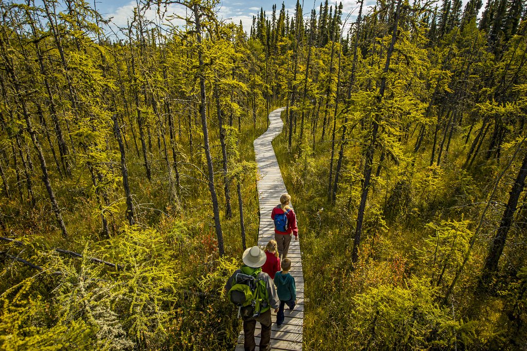 photo of family walking along boardwalk on Boundary Bog Trail in Prince Albert National Park surrounded by autumn coloured larch tress