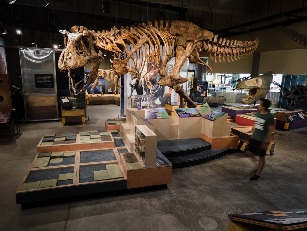 Skeleton of Scotty the T.rex at the T.rex Discovery Centre in Eastend