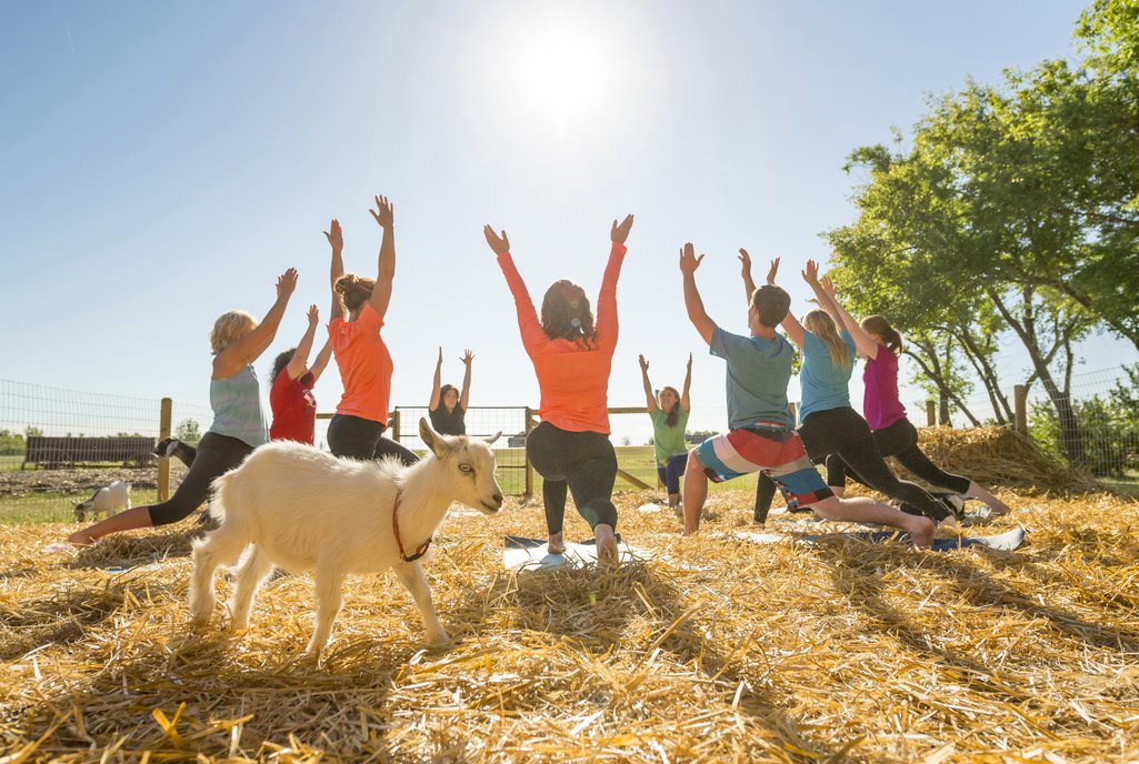 people in a  circle ooutside doing yoga with goats roaming around freely