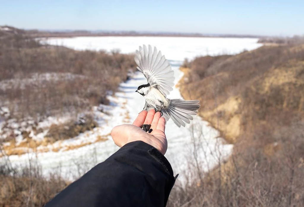 picture of a hand holding bird food and a bird landing on their hand