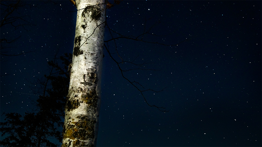 tree and stars