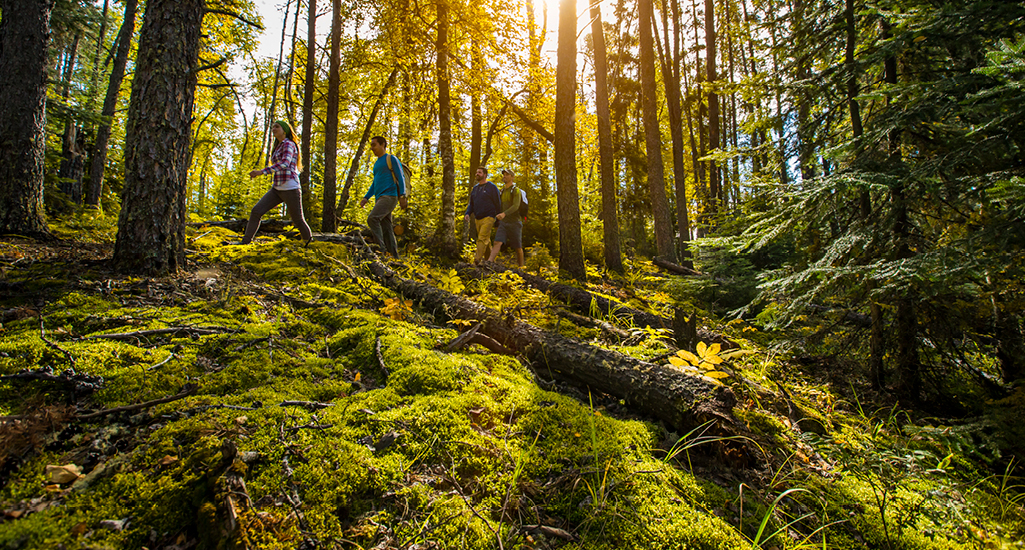 group hiking through a forest with mossy forest floor