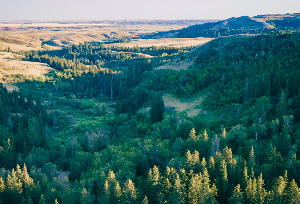 aerial view of the landscape at Pine Cree Regional Park