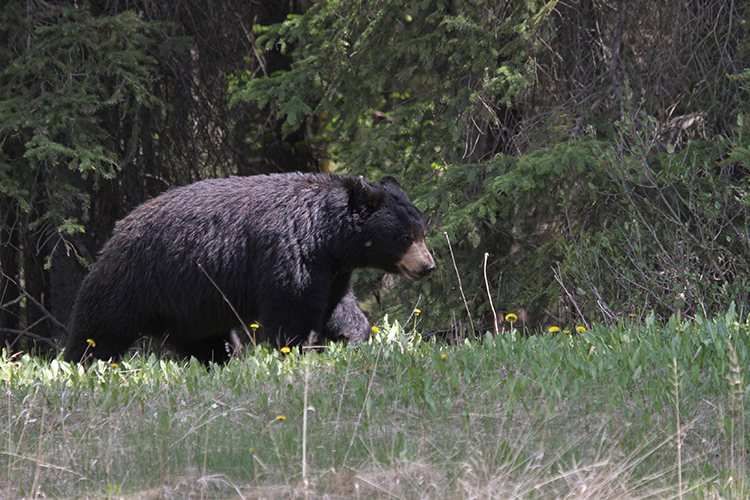 Big Game Hunting Black Bear Saskatchewan Canada