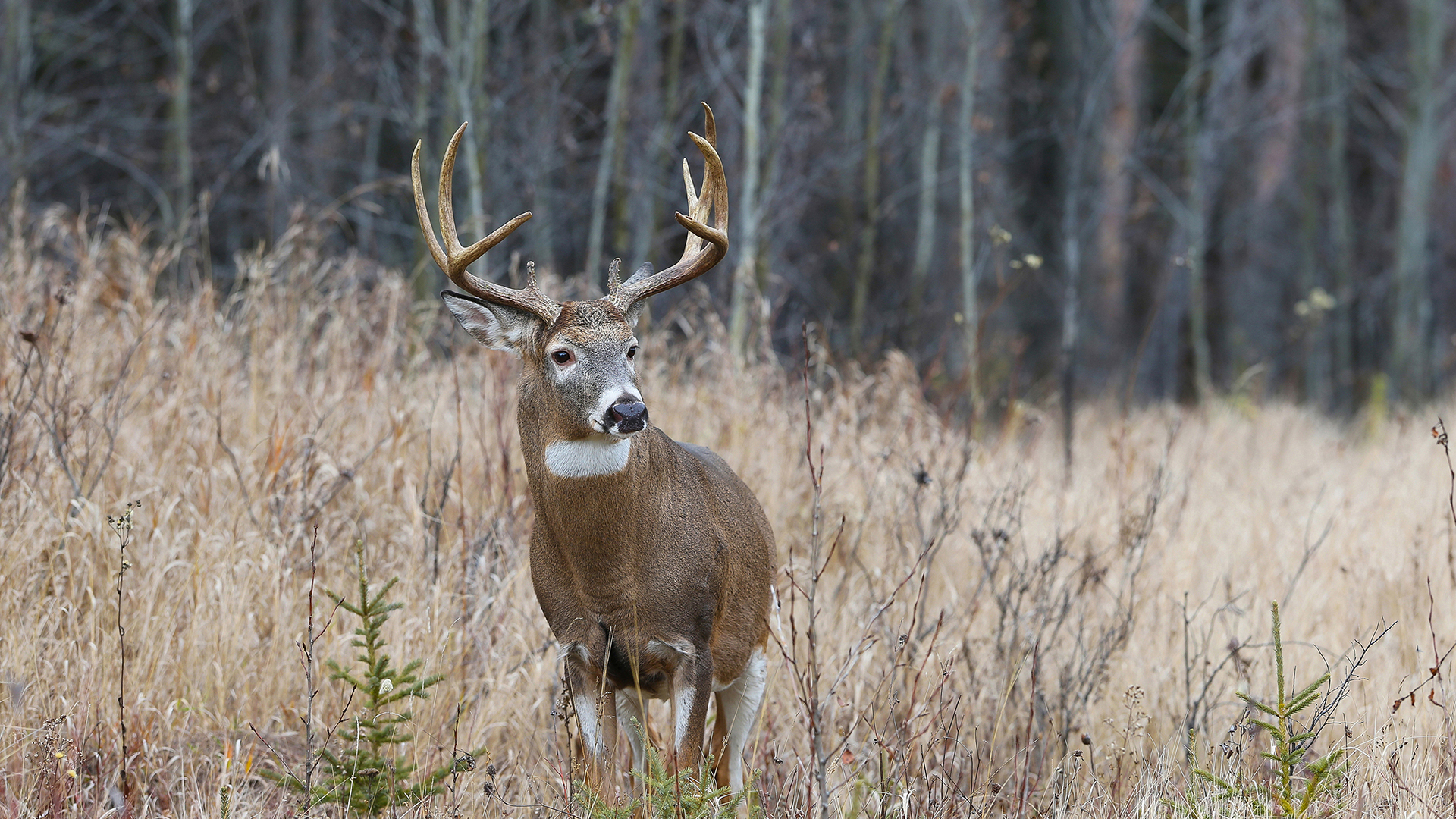 Hunting | Tourism Saskatchewan