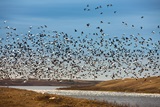 Snow Geese Blackstrap Provincial Park Bird Hunting