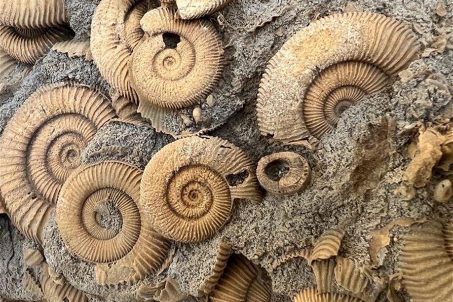 Museum of Natural Sciences