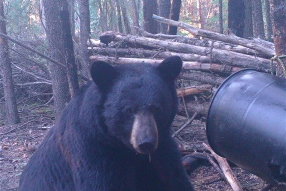 Bearadise Bay Wilderness Camp Ltd