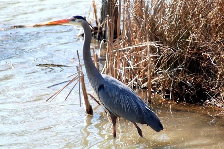 Great Blue Heron