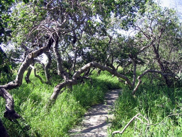 Crooked Trees - Nearby attraction