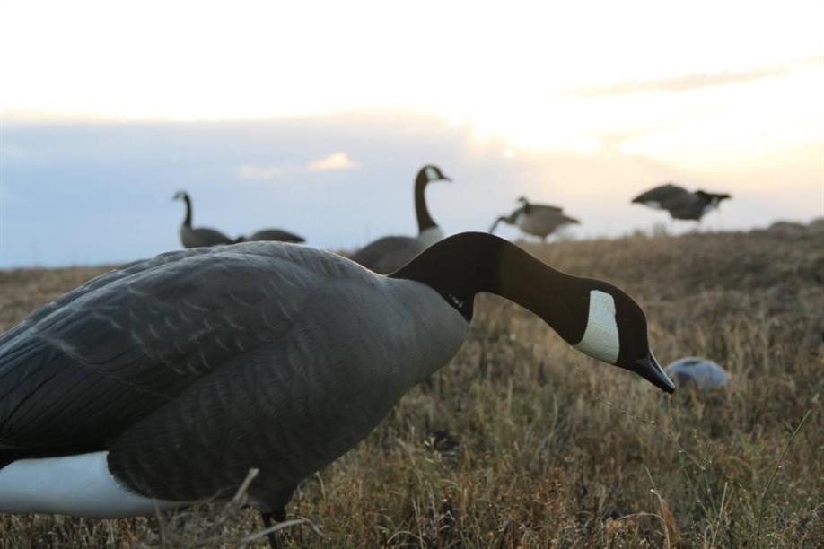 Duck Creek Outfitters