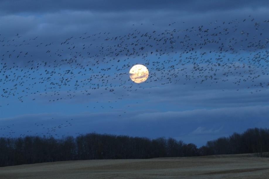 Duck Creek Outfitters