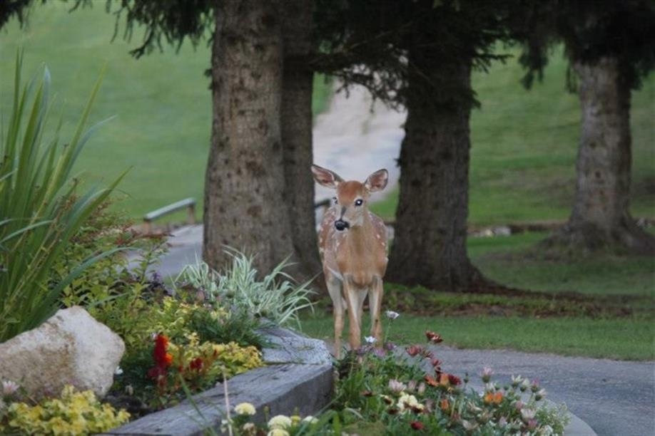 Emma Lake Golf Course