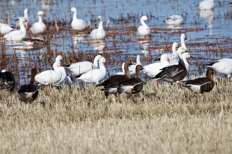 Galloway Bay Outfitters offers excellent hunting for Ross' snow geese, specklebelly geese and Canada geese.