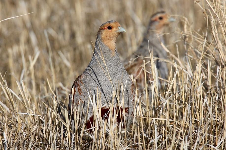 Upland game bird hunting with Galloway Bay Outfitters includes Hungarian partridge.