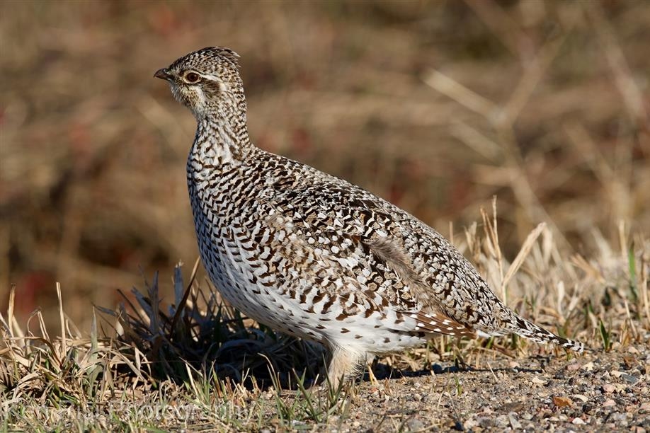 Upland game bird hunting with Galloway Bay Outfitters includes sharp-tailed grouse.