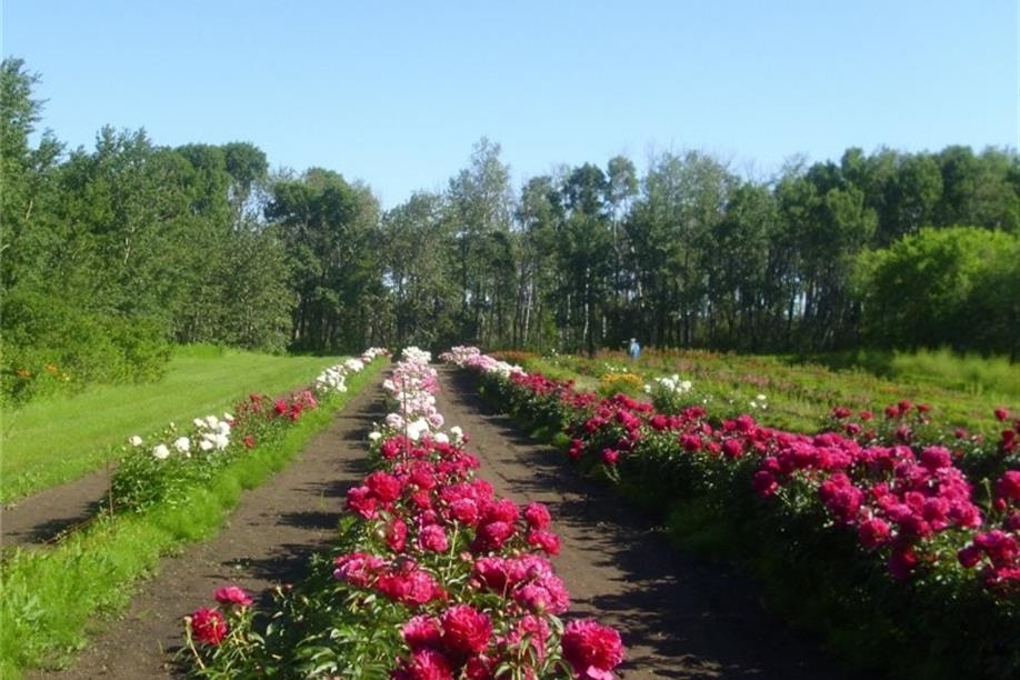 Honeywood (Dr A. J. Porter) Heritage Nursery - Peony Field