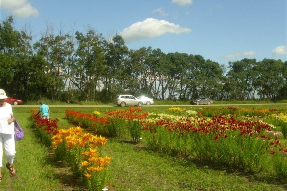 Honeywood (Dr A. J. Porter) Heritage Nursery - Shopping in the Lily Field