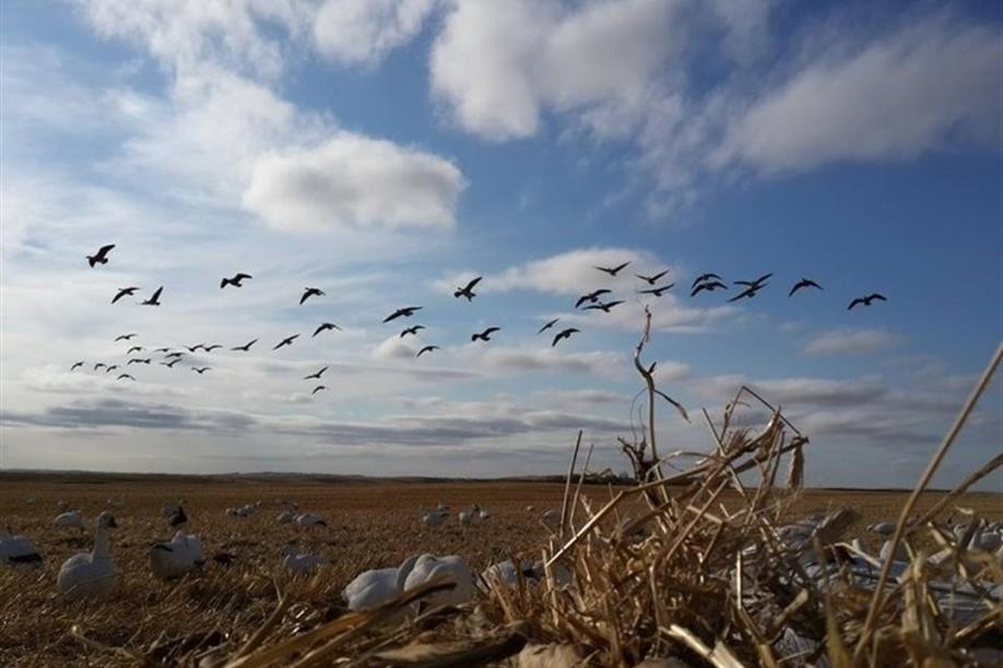 Pacific Wings Prairie Outfitters