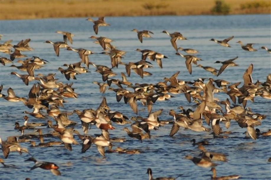 Pacific Wings Prairie Outfitters