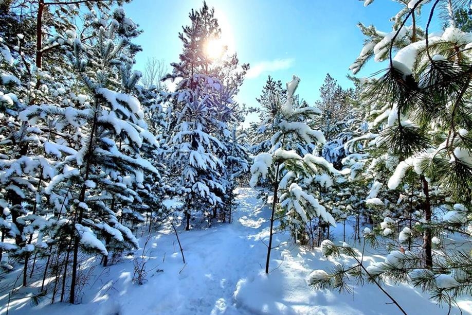 Richard St. Barbe Baker Afforestation Area; Phote: Vivian Allan