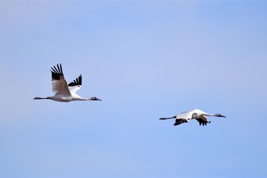 Saskatoon Custom Bird Tours