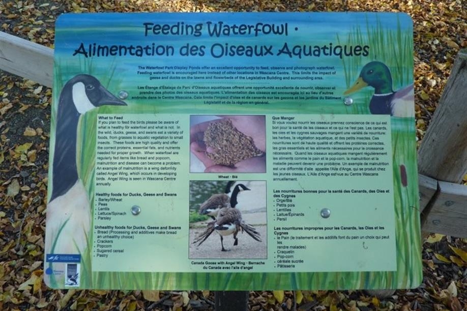 Waterfowl Display Ponds - Image: Kathy Rosenkranz