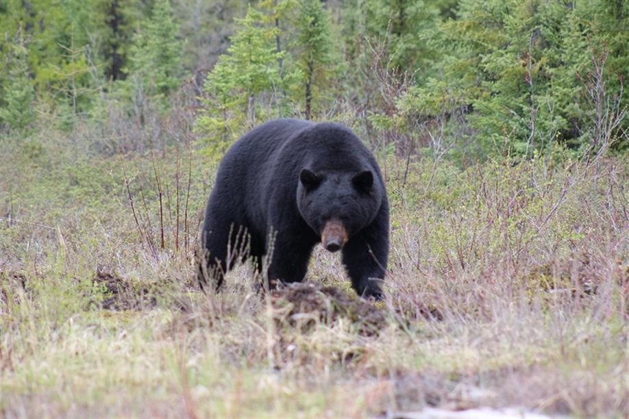 Wilderness Family Outfitters