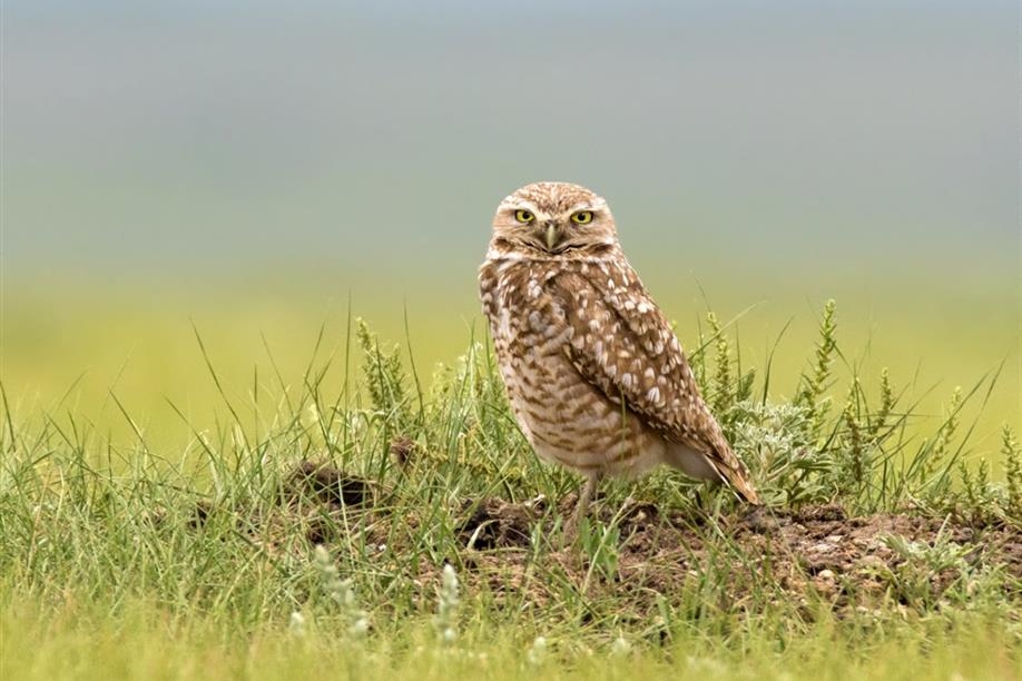 Saskatchewan Burrowing Owl Interpretive Centre