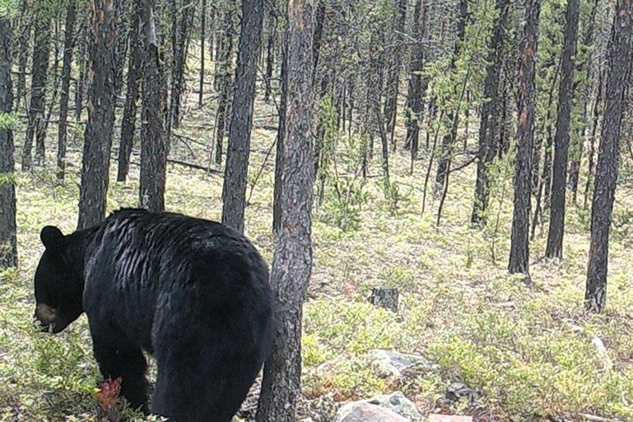 Hawkrock Wilderness Adventures