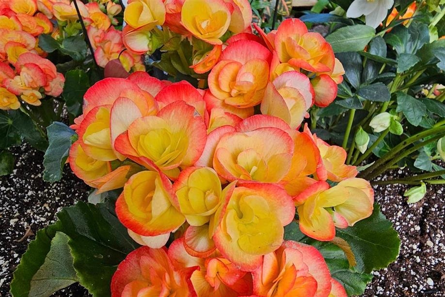 Regina Floral Conservatory