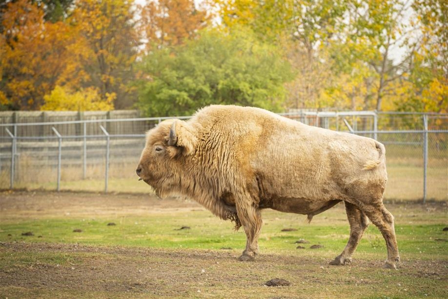 Saskatoon Forestry Farm Park & Zoo