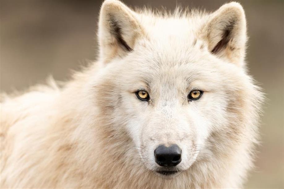 Saskatoon Forestry Farm Park & Zoo