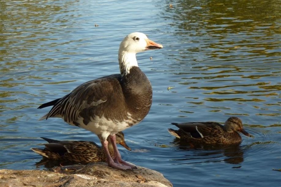 Waterfowl Display Ponds - Image: Kathy Rosenkranz