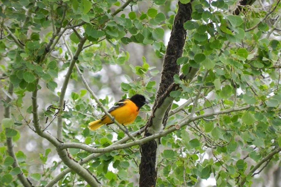 Yellowhead Flyway Birding Trail