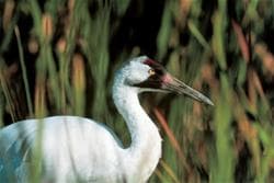 Last Mountain Lake Bird Sanctuary Day Tour