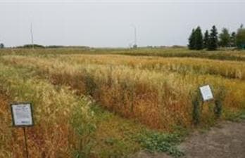 Crops of the Parkland Walking Tour
