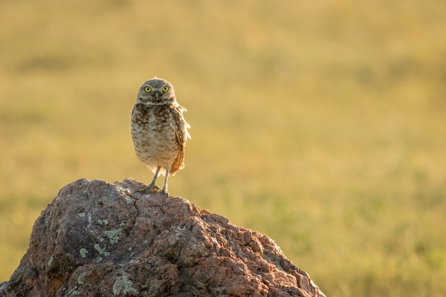 Burrowing owl