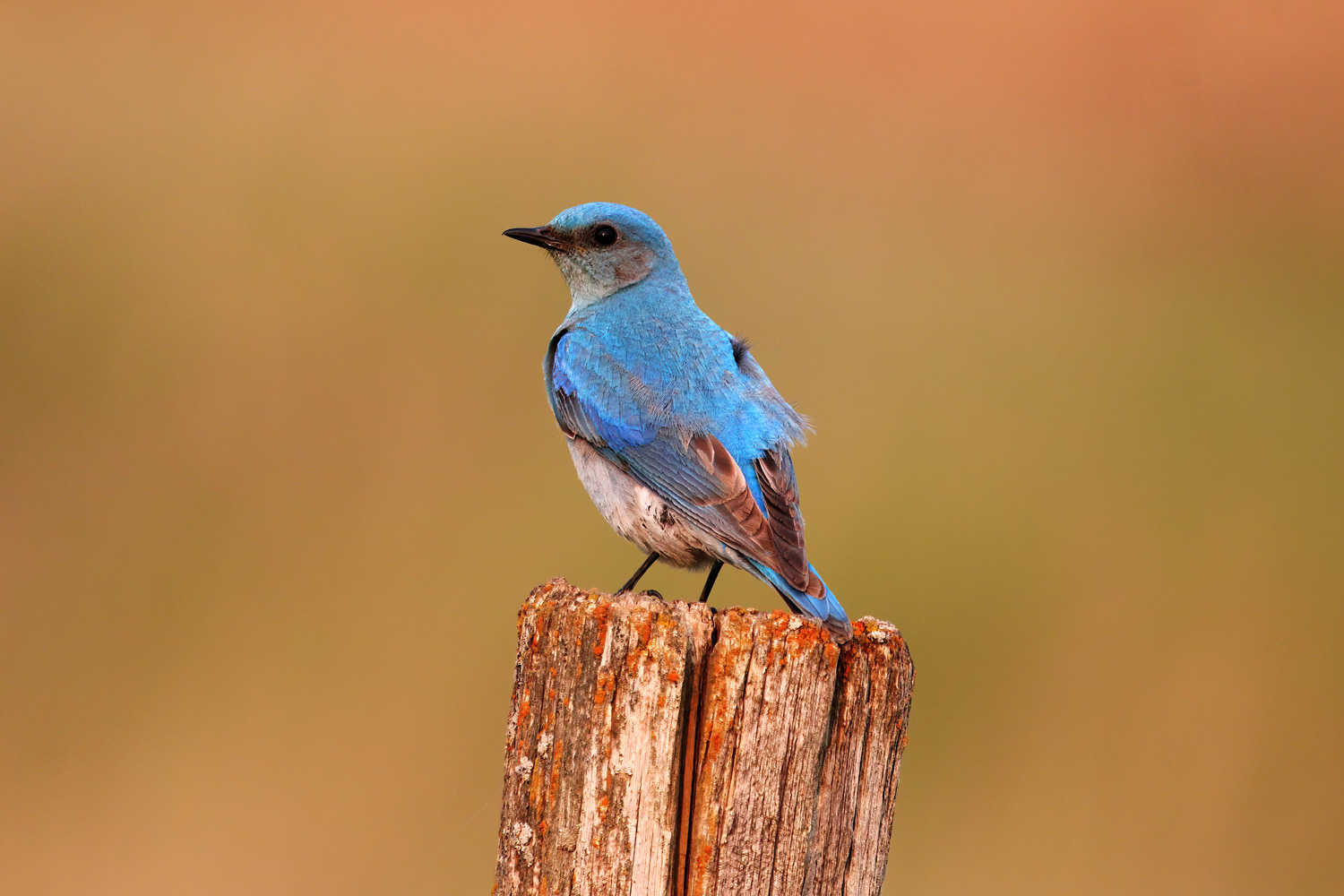 Mountain Blue Bird