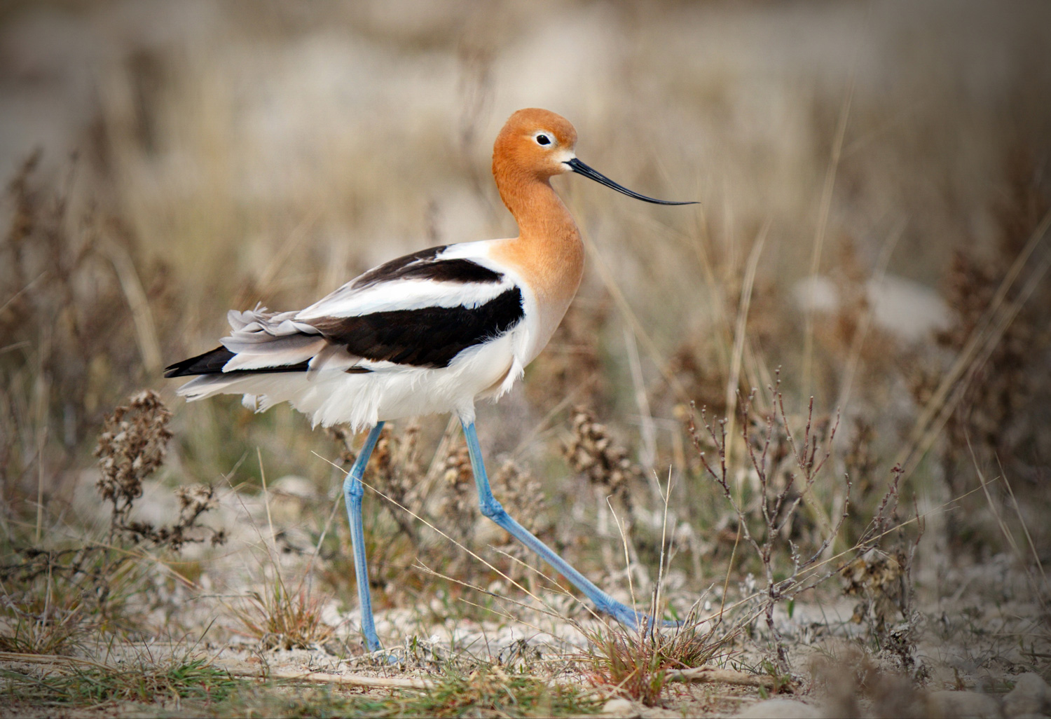 Bird with orange head and blue legs