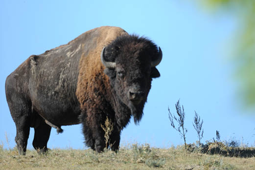 Buffalo Pound Provincial Park | Tourism Saskatchewan